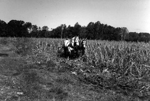 Turn-of-the-century Stalk Cutter